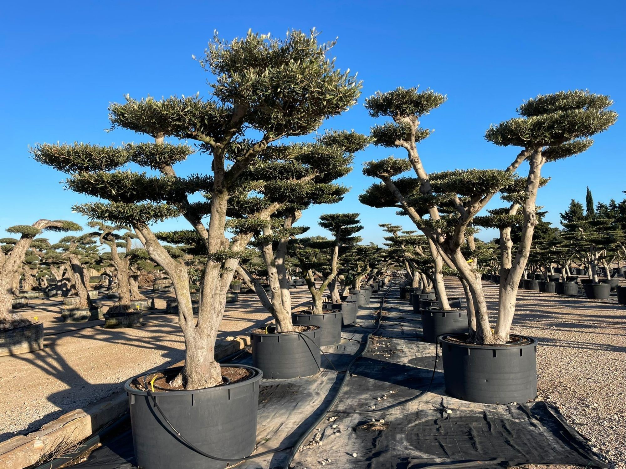 Zeytin macrobonsai Olea europea 2